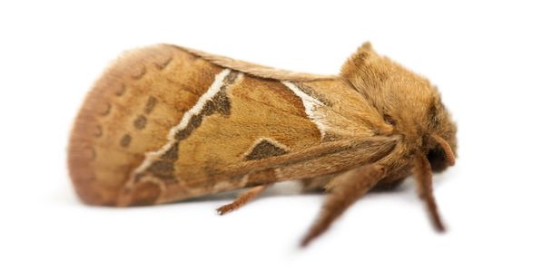 Vista lateral de un Common Swift, Hepialus lupulinus contra, fondo blanco
 - Foto, imagen