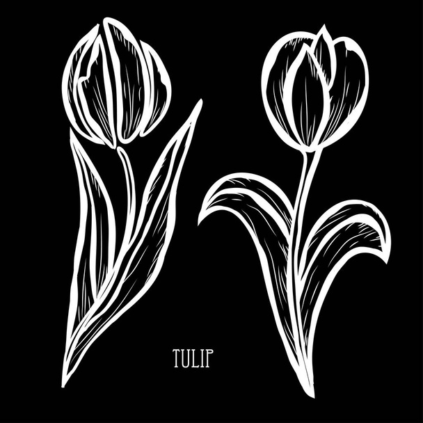 Decorative tulip flowers, design elements. Can be used for cards, invitations, banners, posters, print design. Floral background in line art style - Vektör, Görsel