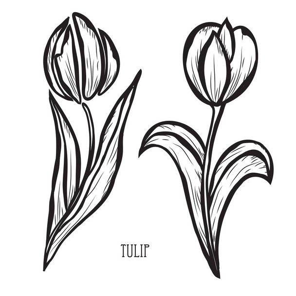 Decorative tulip flowers, design elements. Can be used for cards, invitations, banners, posters, print design. Floral background in line art style - Vektori, kuva