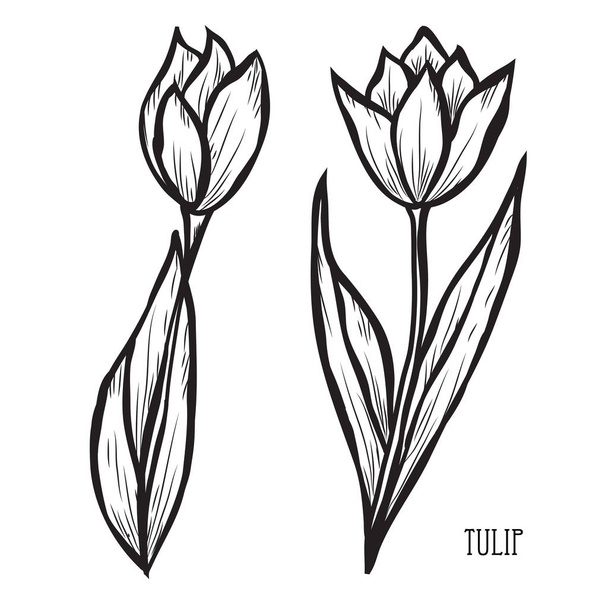 Decorative tulip flowers, design elements. Can be used for cards, invitations, banners, posters, print design. Floral background in line art style - Vektori, kuva