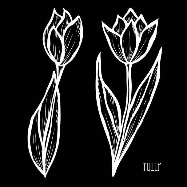 Decorative tulip flowers, design elements. Can be used for cards, invitations, banners, posters, print design. Floral background in line art style - Vector, imagen