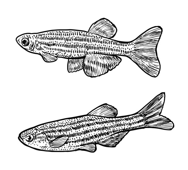 Zebrafish illustration, drawing, engraving, ink, line art, vector - Vetor, Imagem