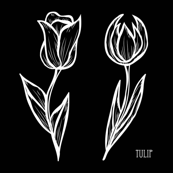 Decorative tulip flowers, design elements. Can be used for cards, invitations, banners, posters, print design. Floral background in line art style - Вектор,изображение