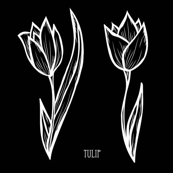 Decorative tulip flowers, design elements. Can be used for cards, invitations, banners, posters, print design. Floral background in line art style - Vektor, kép
