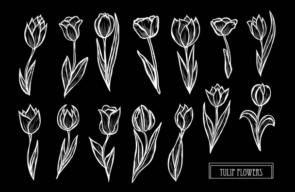 Decorative  tulip flowers set, design elements. Can be used for cards, invitations, banners, posters, print design. Floral background in line art style - Vector, imagen