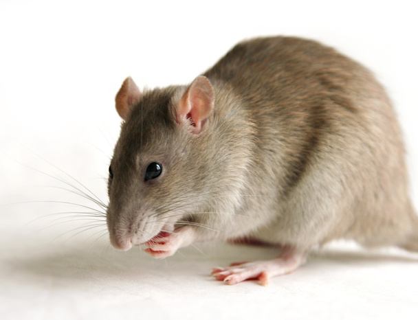 szürke patkány - Fotó, kép