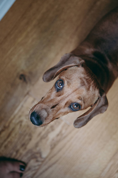 Retrato de um dachshund cabelo liso marrom, de pé no chão de madeira, olhando curiosamente para a câmera, vista de cima
. - Foto, Imagem