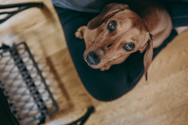 Retrato de um dachshund cabelo liso marrom, sentado no colo proprietários, olhando para a câmera, vista de cima
. - Foto, Imagem