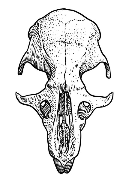 Rat skull illustration, drawing, engraving, ink, line art, vector - Vetor, Imagem
