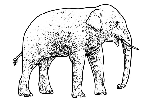 Азиатский слон Иллюстрация, рисунок, завивка, тушь, линейное искусство, вектор
 - Вектор,изображение