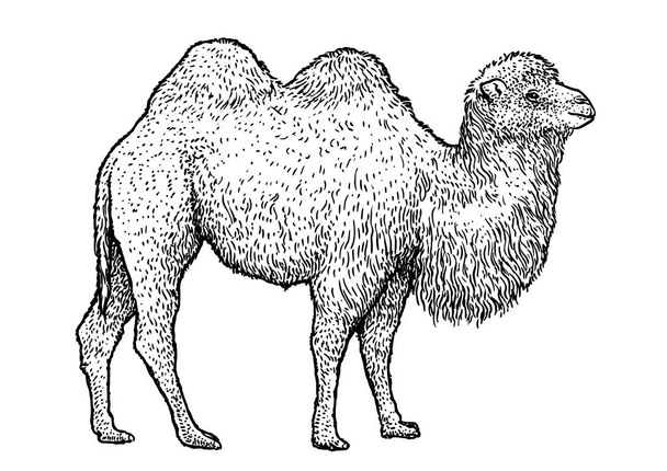 Bactrian camel illustration, drawing, engraving, ink, line art, vector - Vector, Image