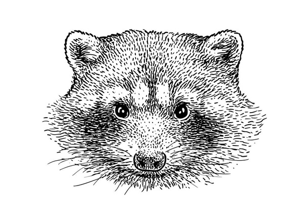 Raccoon head illustration, drawing, engraving, ink, line art, vector - Vector, Image