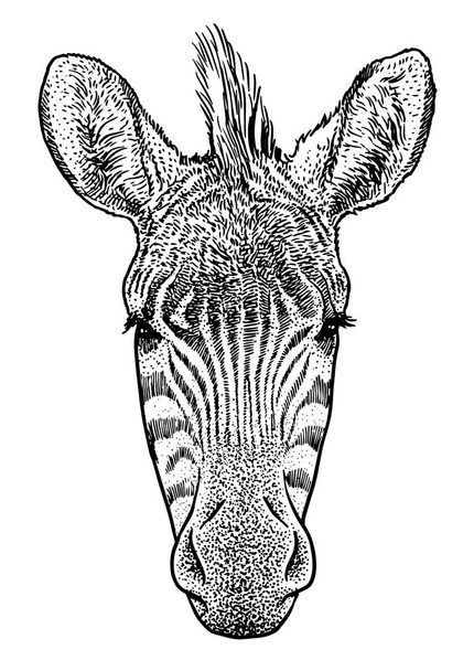 Zebra head illustration, drawing, engraving, ink, line art, vector - Vector, Image