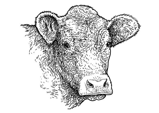 牛の頭の肖像画イラスト ・ デッサン、彫刻、インク、ライン アート、ベクトル - ベクター画像