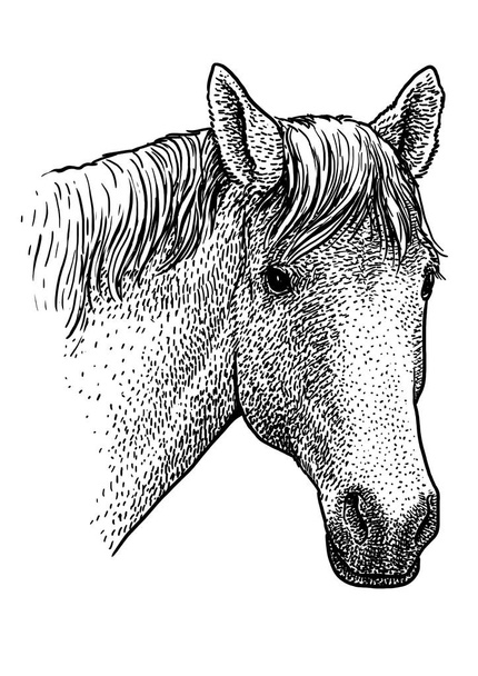 Pferdekopf Portraitillustration, Zeichnung, Stich, Tusche, Linienzeichnung, Vektor - Vektor, Bild