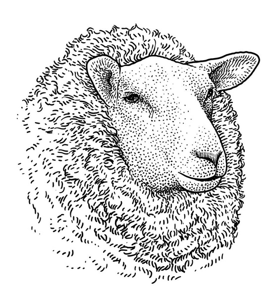 Sheep head portrait illustration, drawing, engraving, ink, line art, vector - Vector, Image