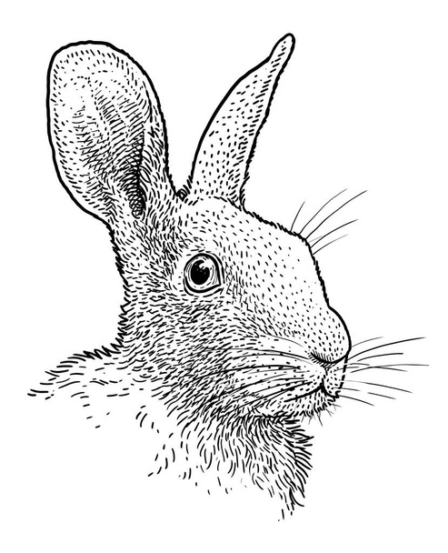 Rabbit head portrait illustration, drawing, engraving, ink, line art, vector - Vector, Image