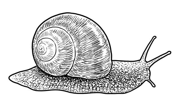 Garden snail illustration, drawing, engraving, ink, line art, vector - Vector, imagen
