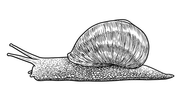 Garden snail illustration, drawing, engraving, ink, line art, vector - Vector, Image