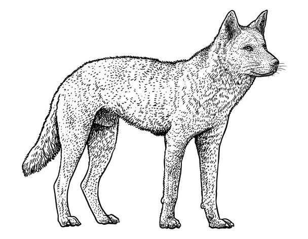 Dingo illustration, drawing, engraving, ink, line art, vector - Vector, Image