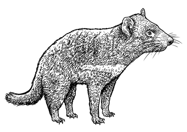 Tasmánský ďábel ilustrace, kresba, gravírování, inkoust, perokresby, vektor - Vektor, obrázek