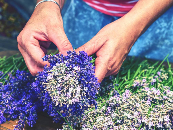 Female hands hold aromatic herbal stalks.  French Provence field of purple lavandula herbs harvesting. - Photo, Image