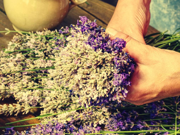 Collecting of blended stalks. Nice bouquet of the beautiful smell lavender branches - Photo, Image