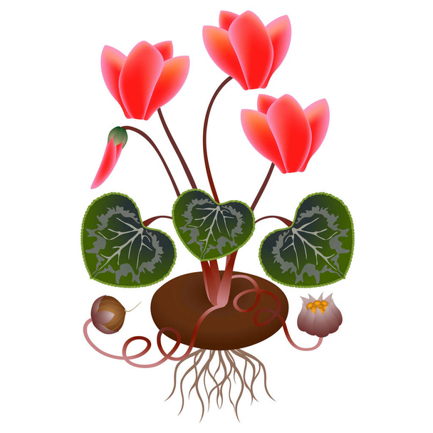 Cyclamen planten met wortels en zaden op een witte achtergrond. - Vector, afbeelding