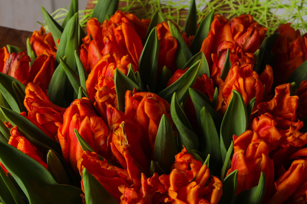 Buquê de tulipas de laranja - flores de primavera jovens
 - Foto, Imagem
