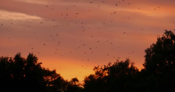 perturbadoras aves alarmadas en el fondo de una puesta de sol roja
 - Metraje, vídeo