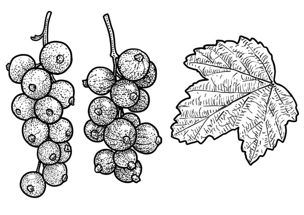 Red currant illustration, drawing, engraving, ink, line art, vector - Vector, Image