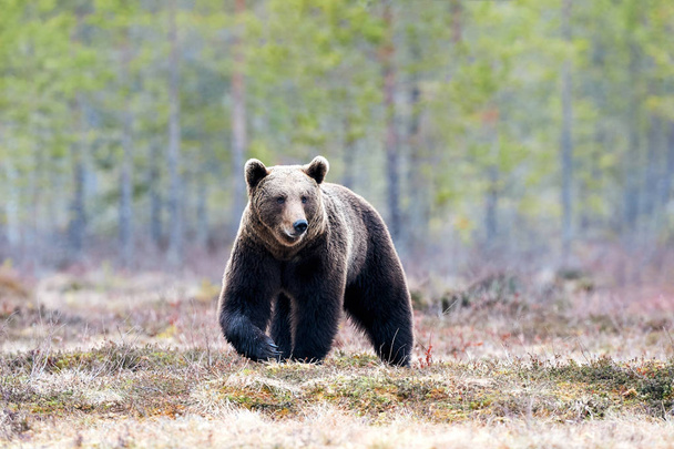 Vadon élő barna medve sétál a tajga a tél végén - Fotó, kép