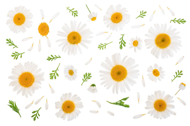 Kamille oder Gänseblümchen mit Blättern auf weißem Hintergrund. Ansicht von oben. flache Lage - Foto, Bild