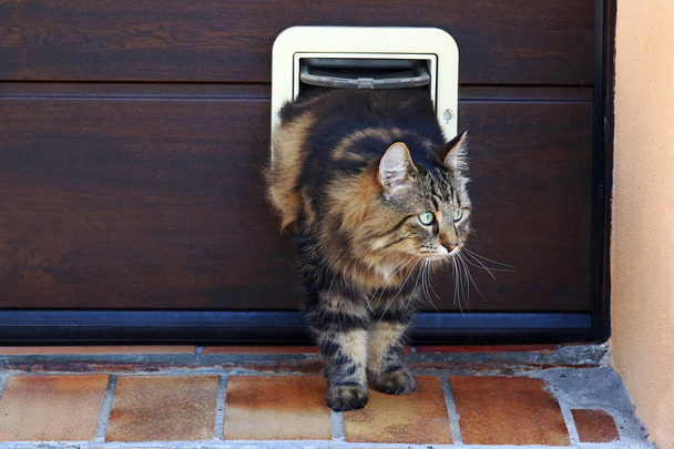 A cat goes through a cat flap. Norwegian Forest Cat in front of a Cat Flap  - Photo, Image
