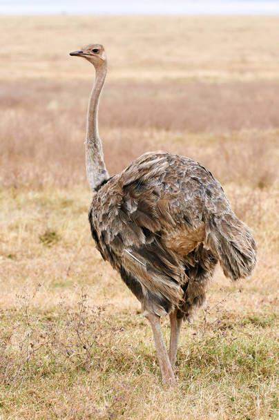 Female ostrich photographed vertically during a safari in the wild Tanzania. - Foto, Imagen