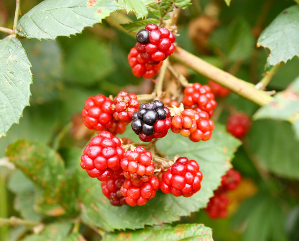 Branch of wild blackberry - Φωτογραφία, εικόνα