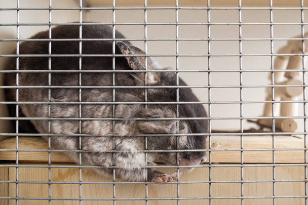 Cute chinchilla of brown velvet color is sleeping in its house on a wooden shelf near to lattice. - Valokuva, kuva