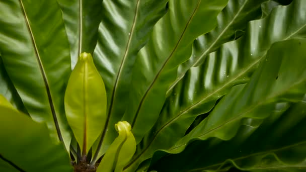 Madarak fészket páfrány, Asplenium nidus. Vadon élő paradicsom esőerdők dzsungel növény természetes virágos háttérként. Absztrakt textúra közel fel friss egzotikus trópusi zöld friss göndör levelek fantasy sötét erdőben - Felvétel, videó