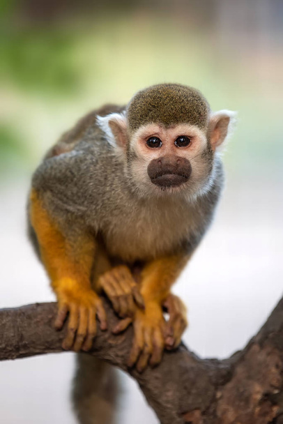 Primo piano di una scimmia scoiattolo comune
 - Foto, immagini