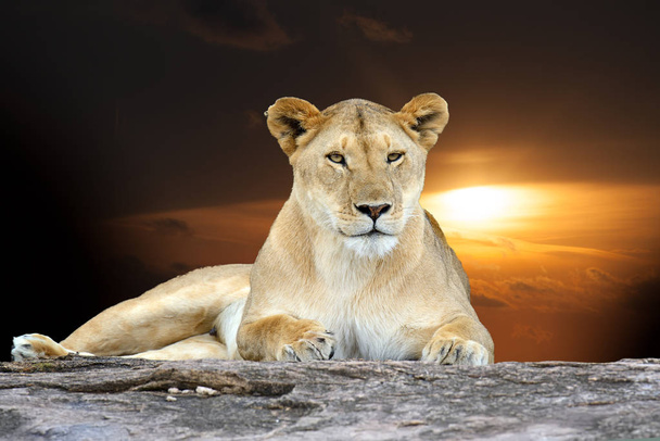 Lion d'Afrique dans le parc national d'Afrique du Sud
 - Photo, image