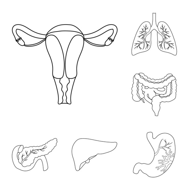 Internal organs of a human outline icons in set collection for design. Anatomy and medicine vector symbol stock web illustration. - Vector, afbeelding