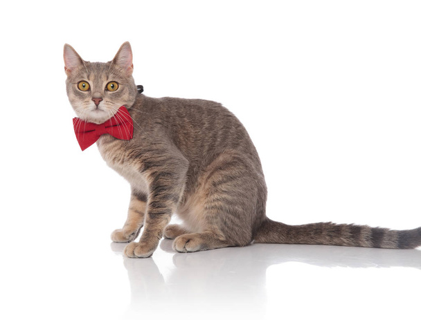 vista lateral de gato gris con clase con corbata roja sentado sobre fondo blanco
 - Foto, imagen