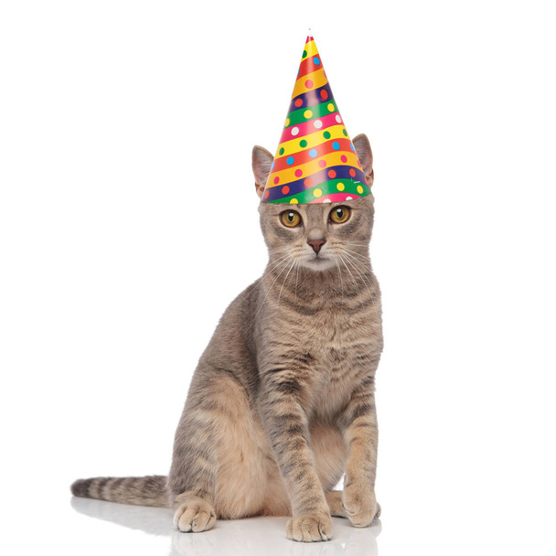 adorable cumpleaños gris gato con colorido gorra sentado en blanco fondo
 - Foto, imagen