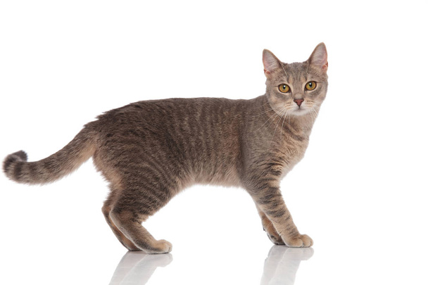 vista lateral del gato gris metis de pie con ojos amarillos sobre fondo blanco
 - Foto, Imagen