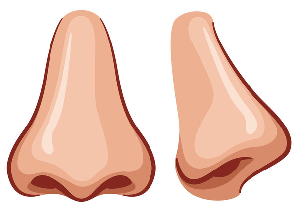 Illustrazione vettoriale del naso su sfondo bianco
 - Vettoriali, immagini