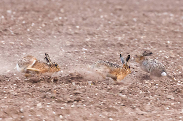 La velocidad de liebres marrones salvajes corriendo a través del campo de cultivo en Norfolk durante la temporada de apareamiento. Vista de cerca de los animales durante la persecución a alta velocidad a través de un campo arado
. - Foto, imagen