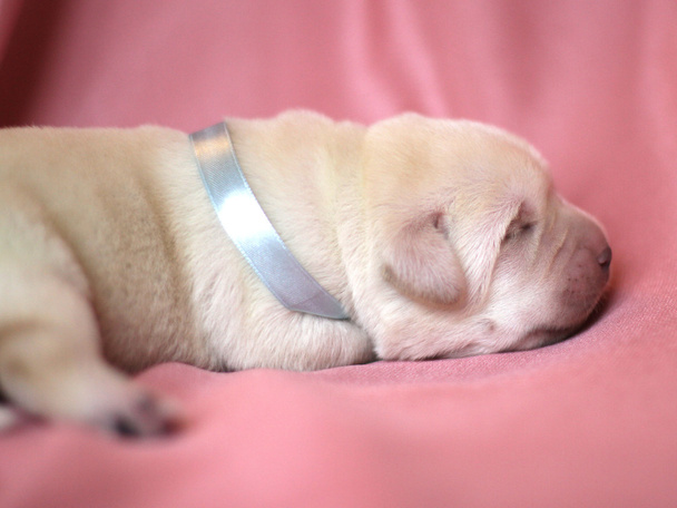 newborn yellow labrador puppy sleeping - Photo, Image