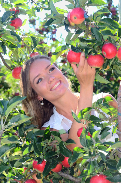 junge lächelnde Frau pflückt rote Äpfel im oesterlener Obstviertel in roerum, Scania, Schweden - Foto, Bild