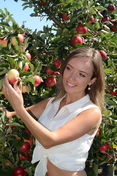 Młoda kobieta uśmiechający się zbieranie jabłek w Oesterlen owoców, dzielnica Roerum, Scania, Szwecja - Zdjęcie, obraz