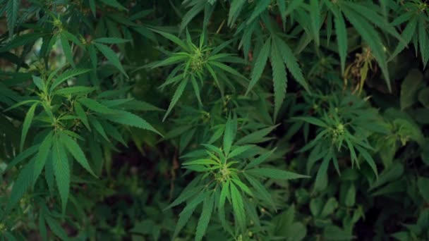 Close up de uma folha de Cannabis verde, movimento de inclinação
. - Filmagem, Vídeo